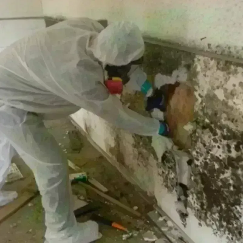 Mold Remediation and Removal in Tobaccoville, NC